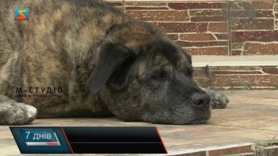 Порятунок тварин у спеку. Допомога чотирилапим