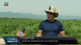 Вирощують лохину. Найдорожча ягода на Закарпатті