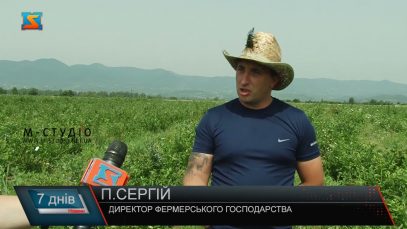 Вирощують лохину. Найдорожча ягода на Закарпатті