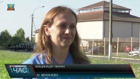 Вакцинація безпритульних. Допомога тваринам