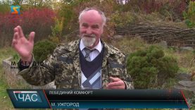 Лебединий комфорт. Чим частувати пернатих?