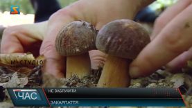 Не заблукати. Безпека у лісі.