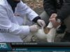 Вакцинація чотирилапих