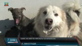 Шанс на життя: рятують чотирилапих