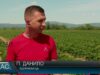 Полуничний сезон