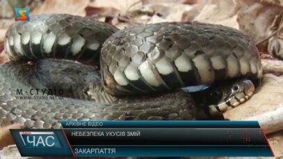 Небезпека укусів змій