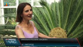 Унікальна рослина «зацвіла»