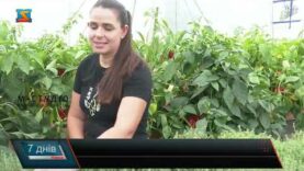 Екзотичні трави