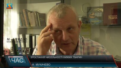 Зростання чисельності хижих тварин