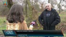 Відстріл хижих тварин