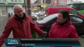 Безпритульні тварини: загроза чи потреба в допомозі?