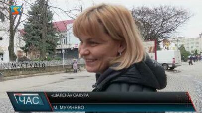 «Шалена» сакура