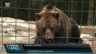 Зимова сплячка