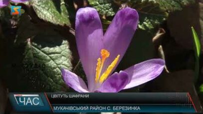 Цвітуть шафрани