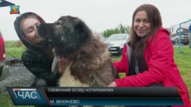 Племінний огляд чотирилапих