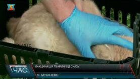 Вакцинація тварин