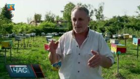 Історія пасічника. Добуває бджолине молочко