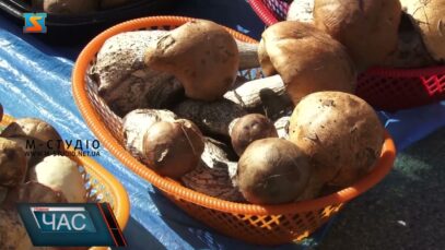 Грибний сезон стартував