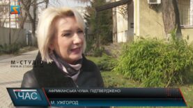 Африканська чума: підтверджено