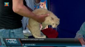Виявлені випадки сказу