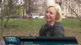 Зацвіли магнолії