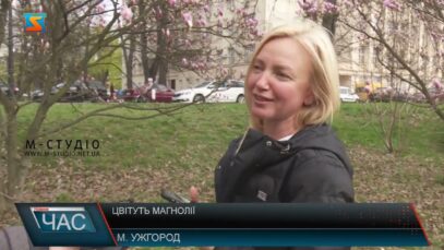 Зацвіли магнолії
