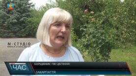 Борщівник: пік цвітіння!