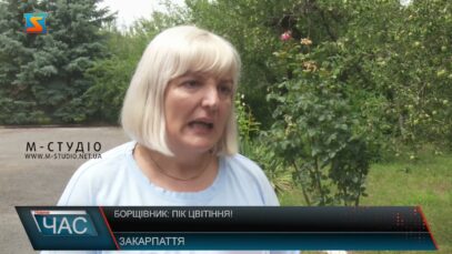 Борщівник: пік цвітіння!