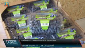Найвисокогірніша плантація лохини